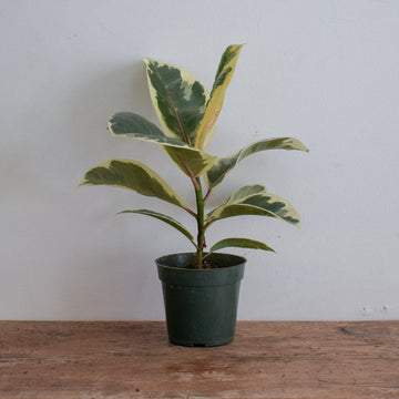 Rubber Plant Tineke