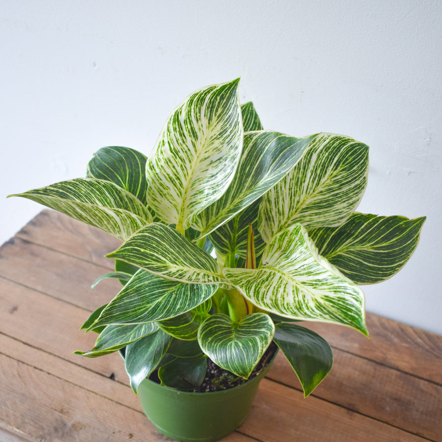 Philodendron Birkin