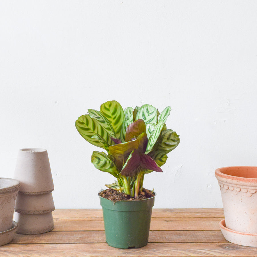 Calathea Burle Marx