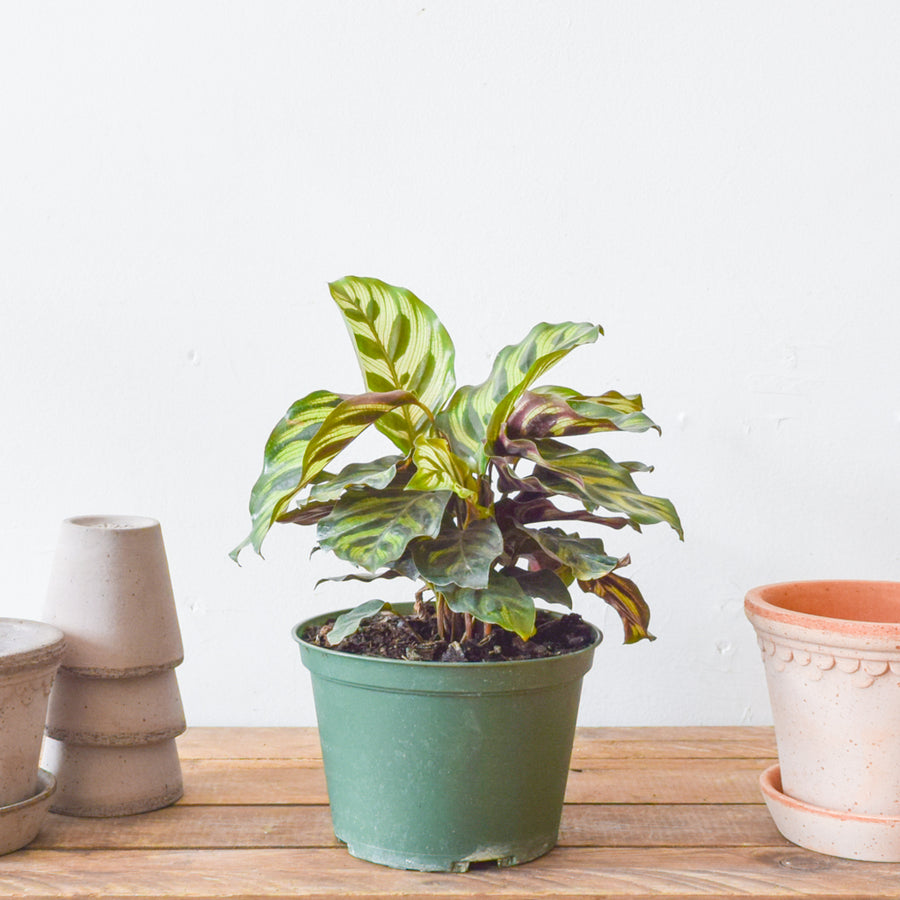 Calathea Makoyana
