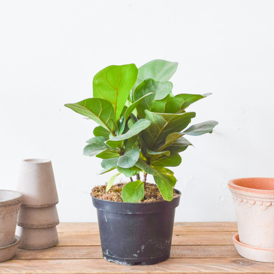 Fiddle Leaf Fig Bambino