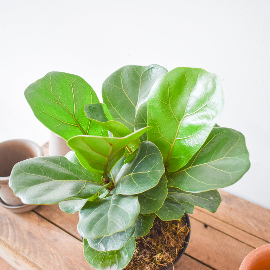 Fiddle Leaf Fig Bambino