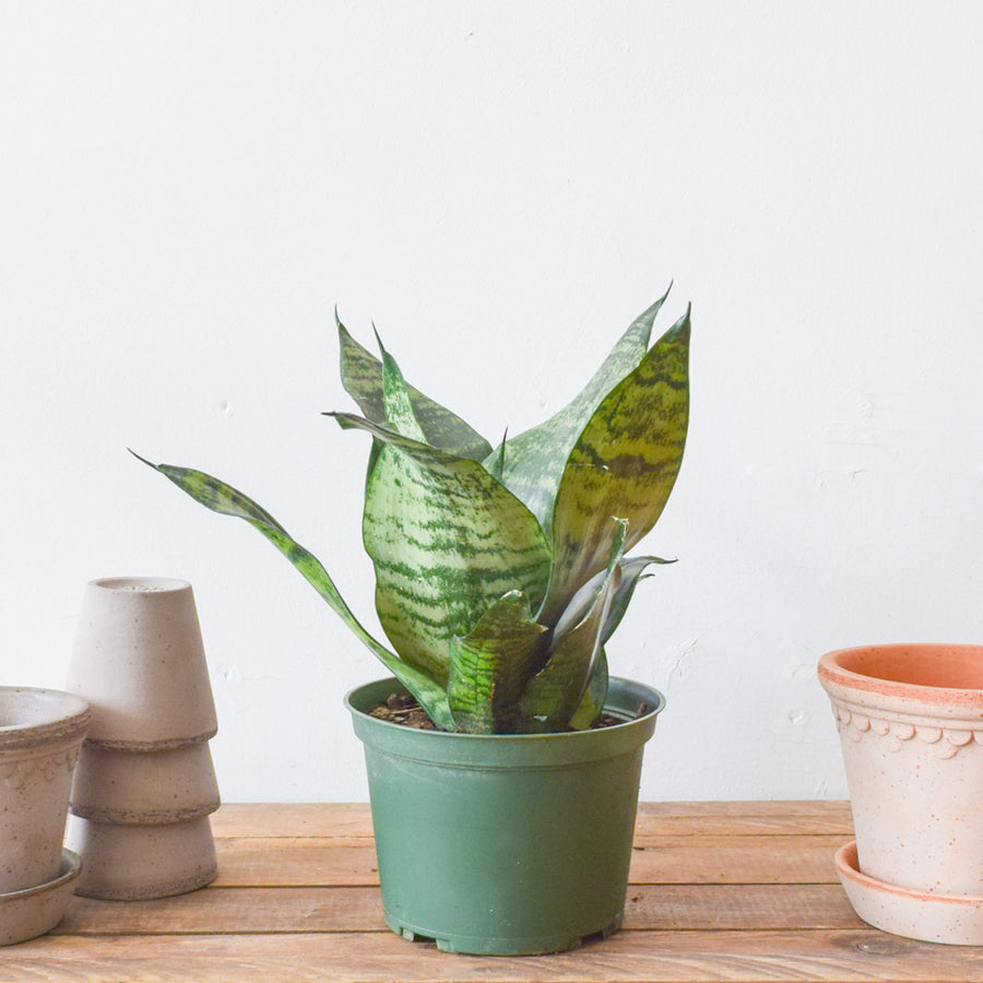 Sansevieria Robusta