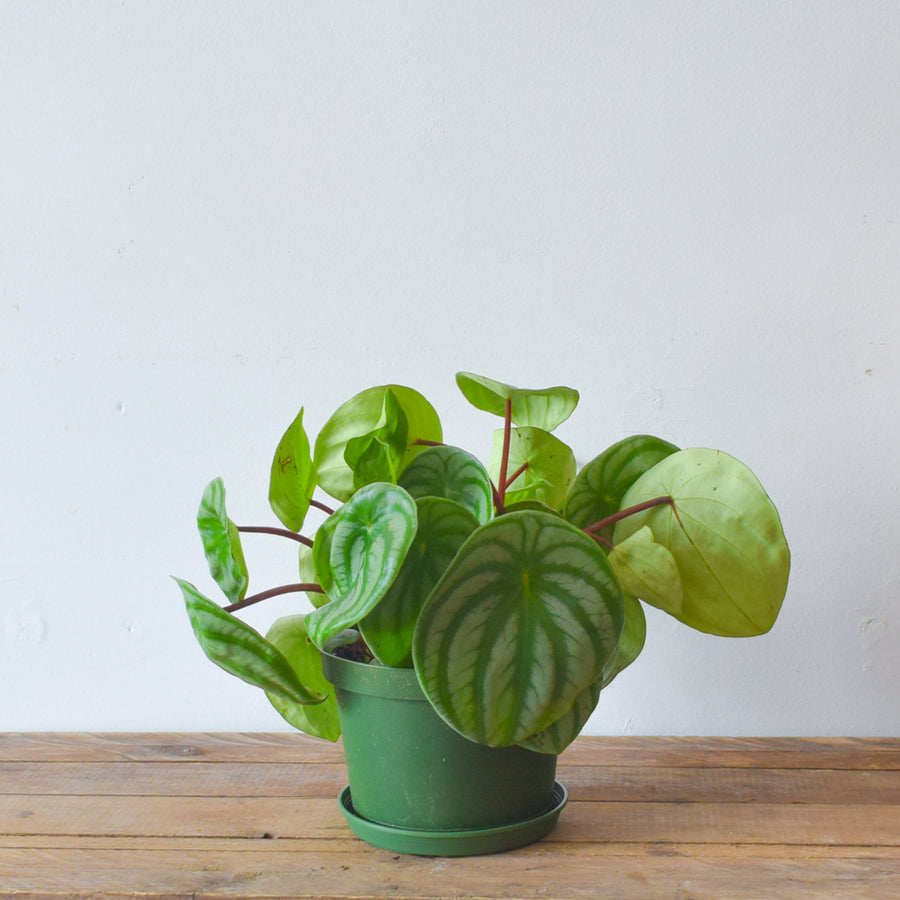 Peperomia Watermelon