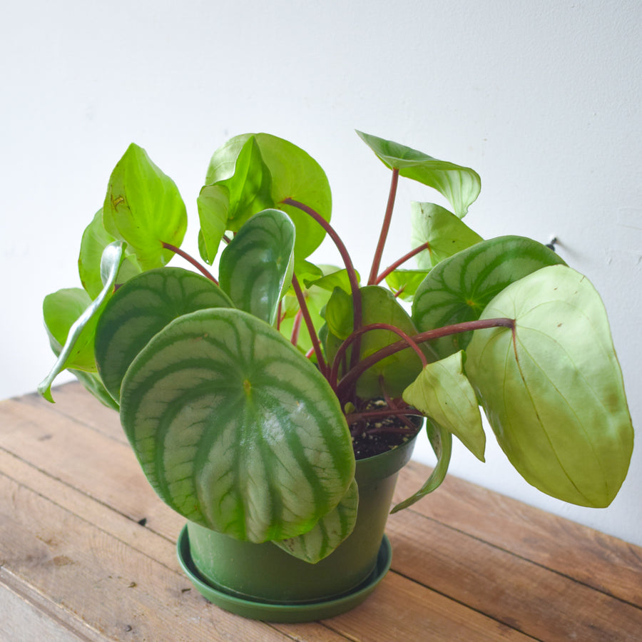 Peperomia Watermelon