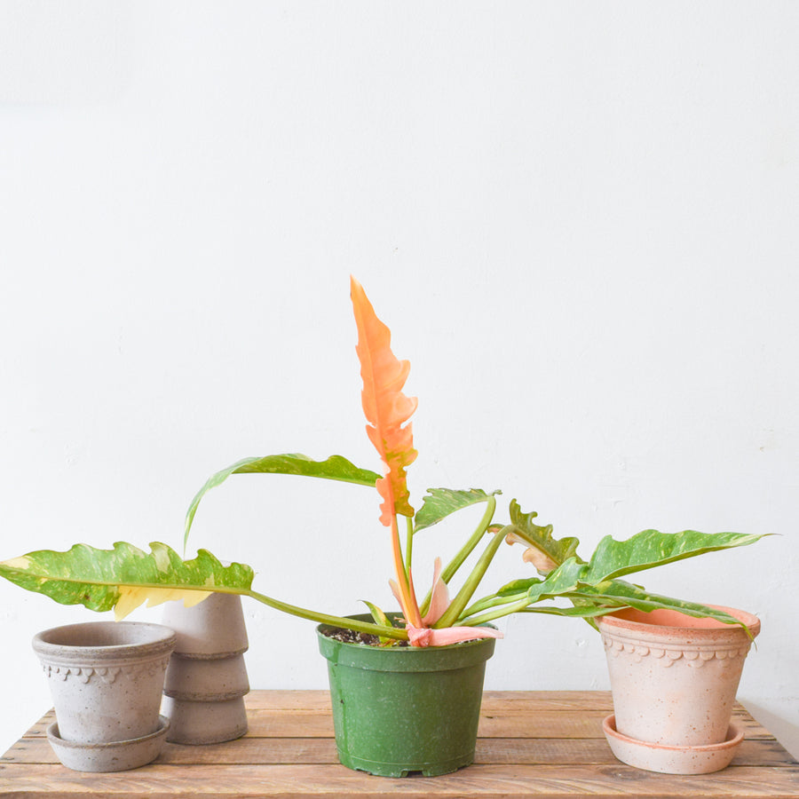 Philodendron Ring of Fire Variegated