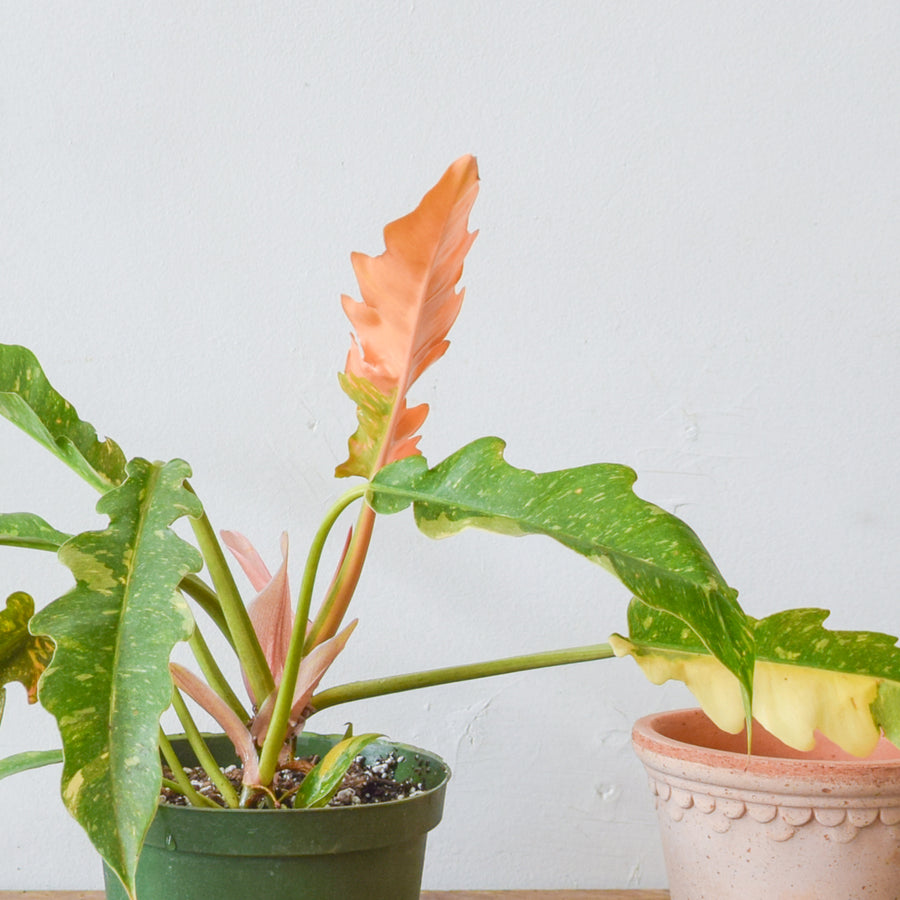 philodendron ring of fire pink Philodendron Ring of Fire Variegated – Plant Society Toronto