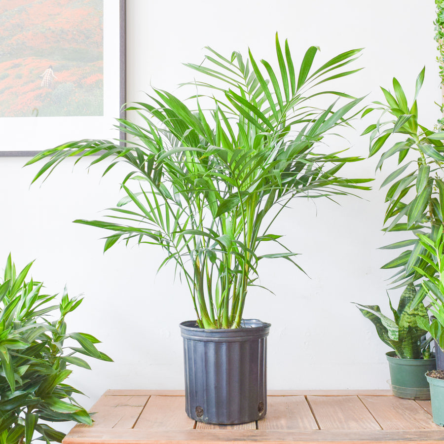 Cat Palm