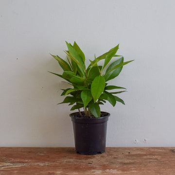 Red Ardisia Humilis