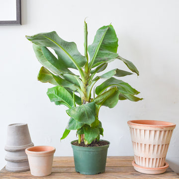 Poquito Dwarf Banana Plant