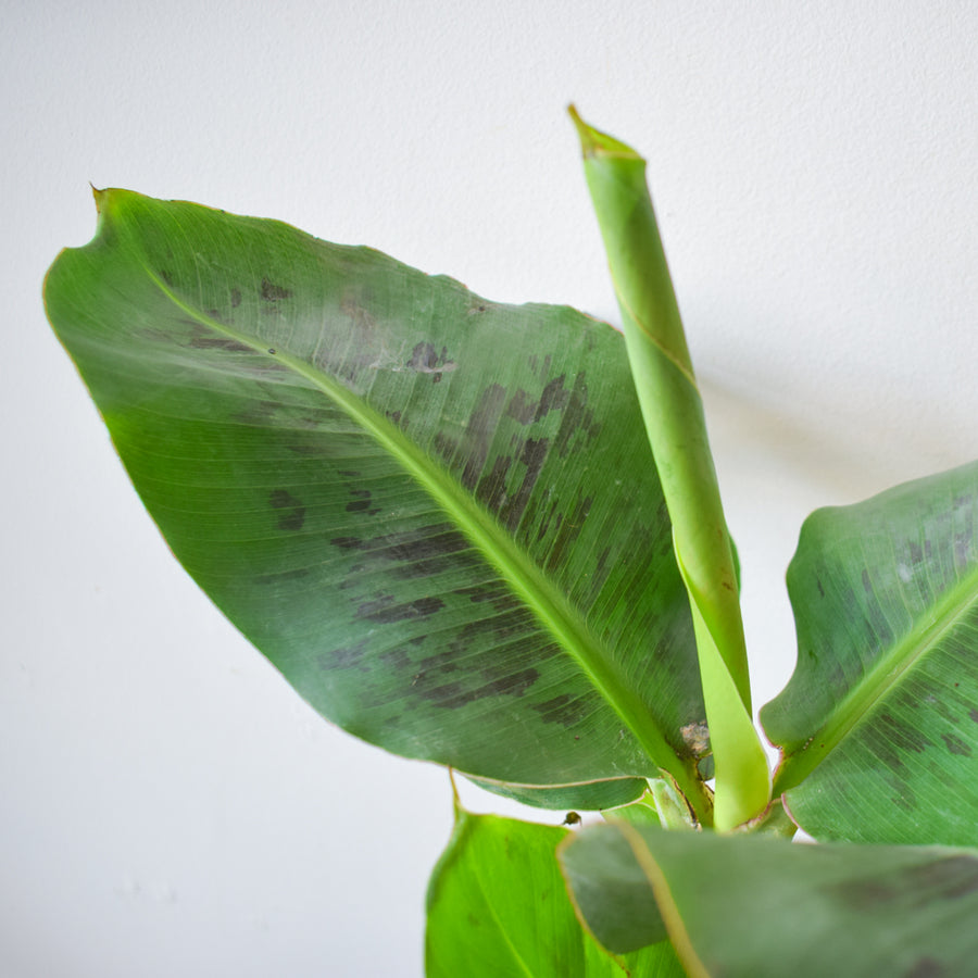 Poquito Dwarf Banana Plant