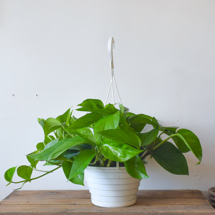 Pothos Green Jade