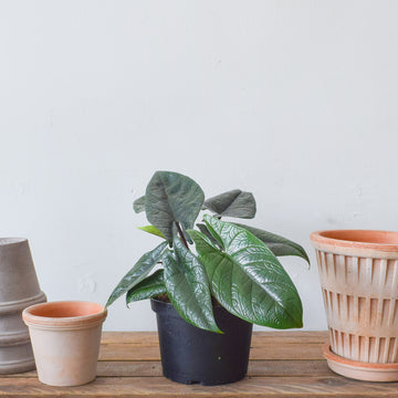 Alocasia Scalperum