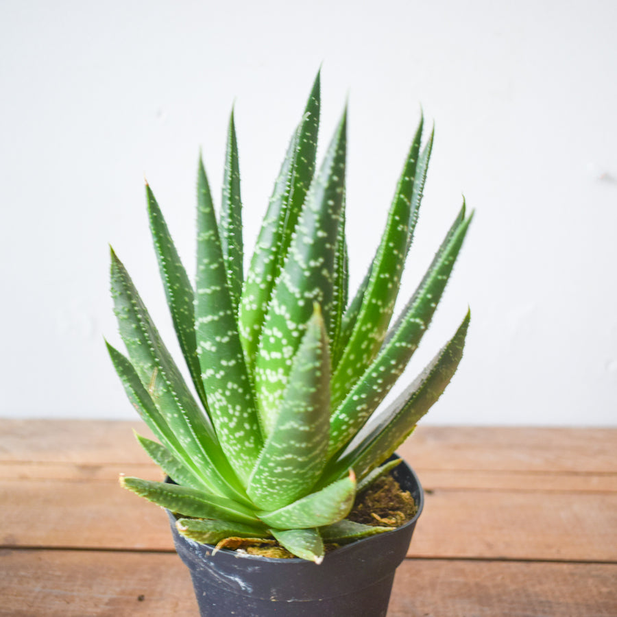Gasteria 'Royal Wolfgang'