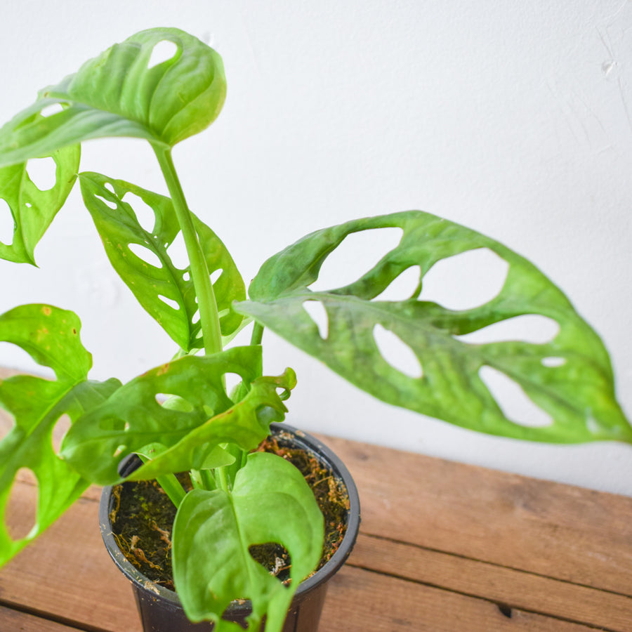 Monstera Adansonii