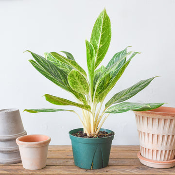 Aglaonema Golden Madonna
