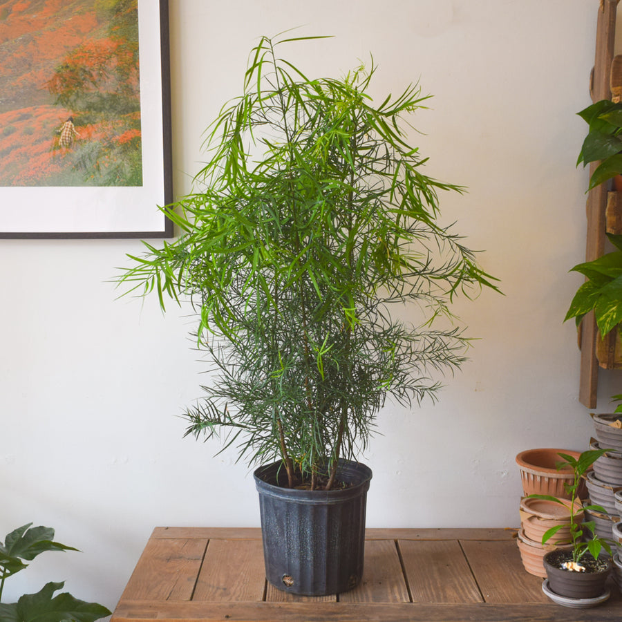 buddhist pine indoor plant Buddhist Fern Pine