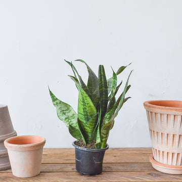 Sansevieria Robusta