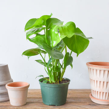 Monstera Deliciosa