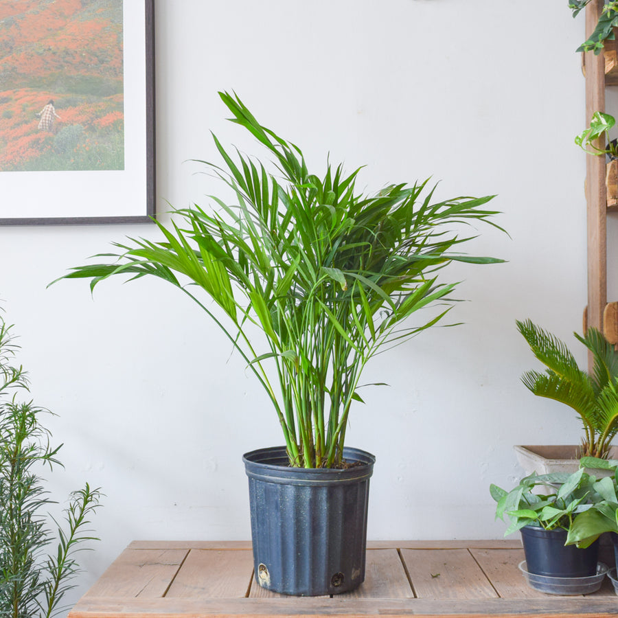 Cat Palm