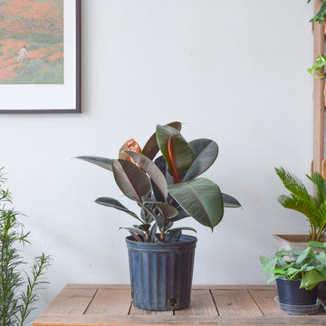 Rubber Plant Burgundy