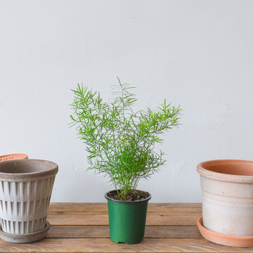 Asparagus Fern