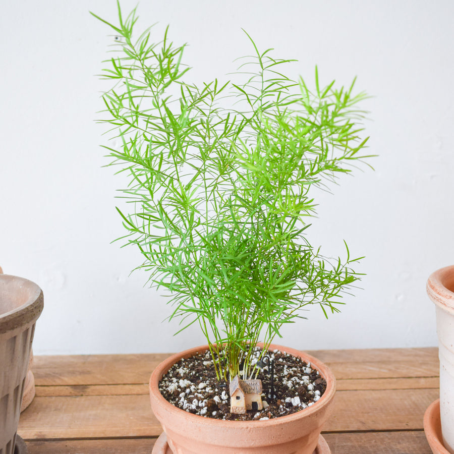 Asparagus Fern