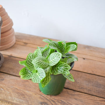 Fittonia (Nerve Plant)