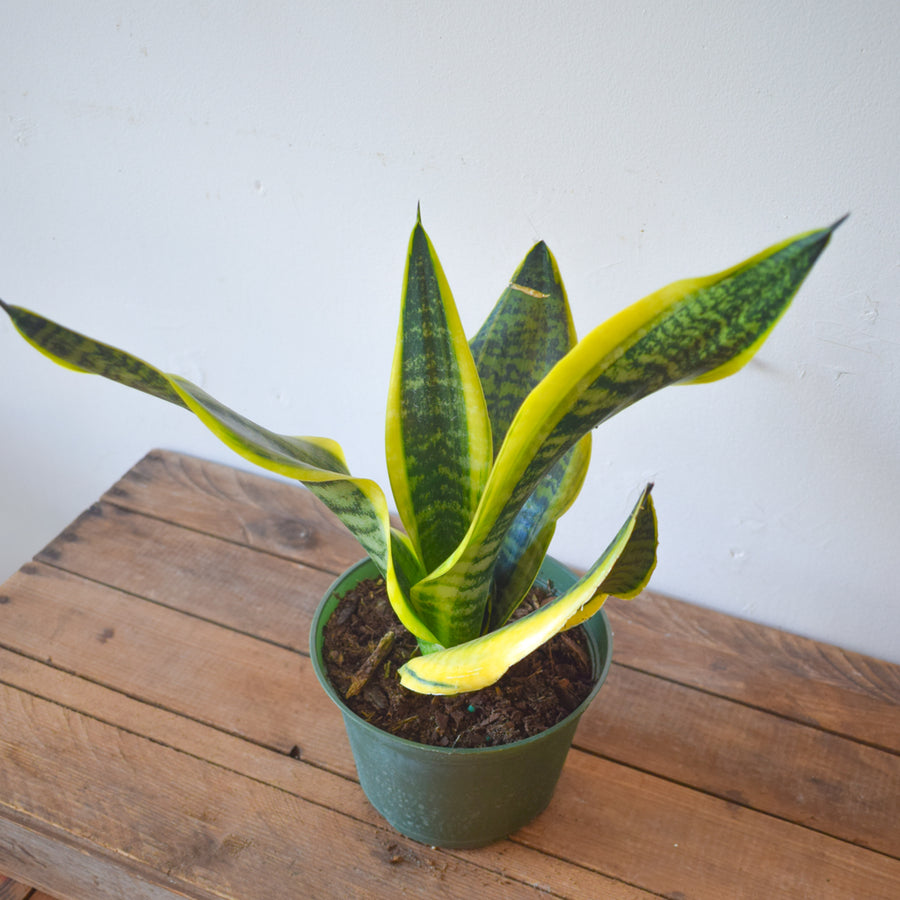 Sansevieria Futura