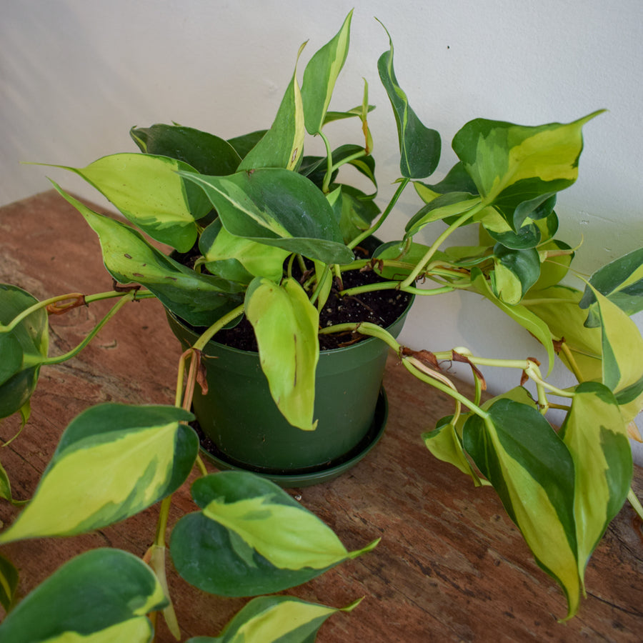 Philodendron 'Brasil'