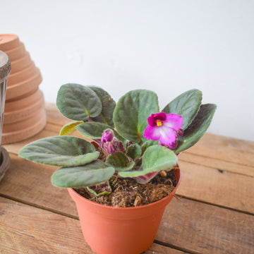 African Violet