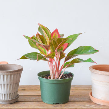 Aglaonema Siam Red