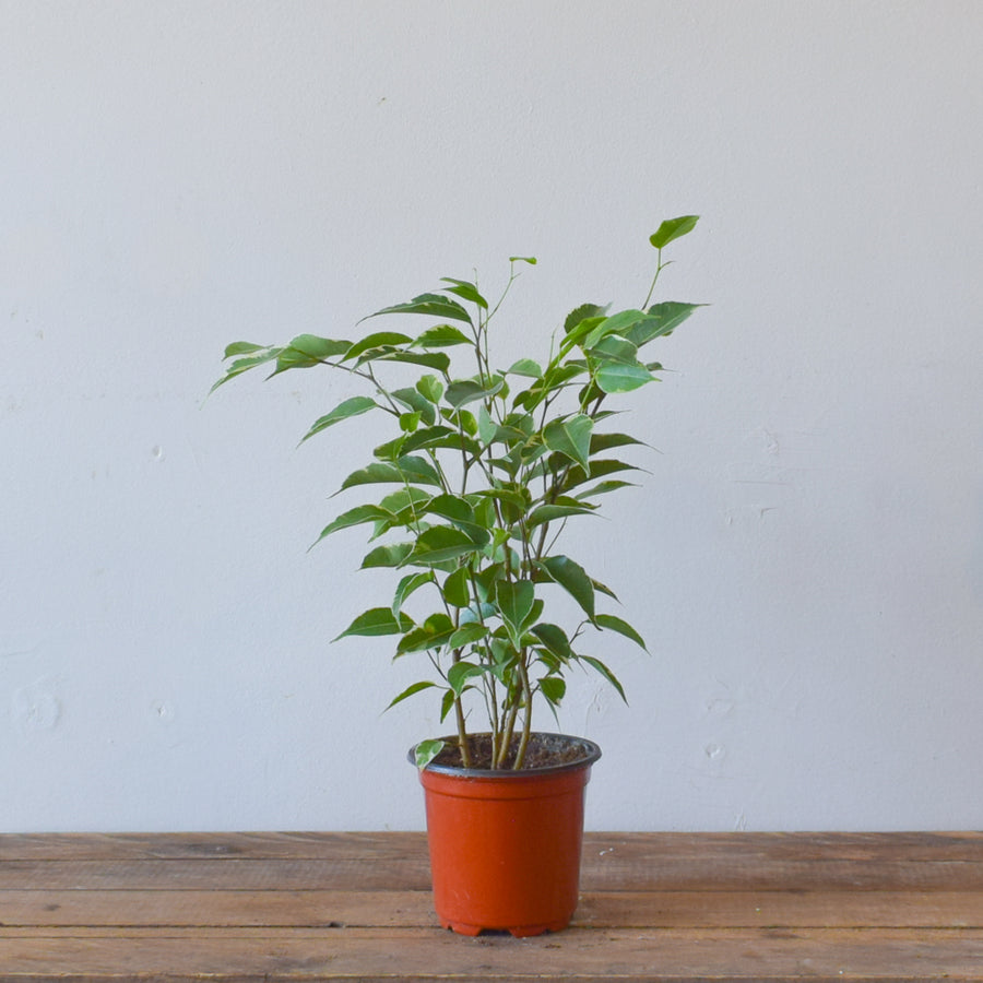 Ficus Benjamina Starlight