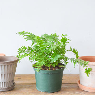 Macho Fern