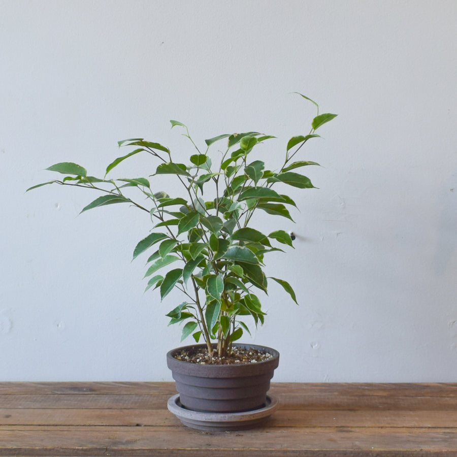 Ficus Benjamina Starlight