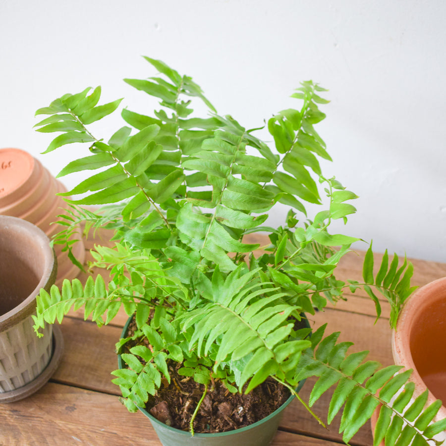 Macho Fern
