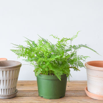 Rabbit's Foot Fern