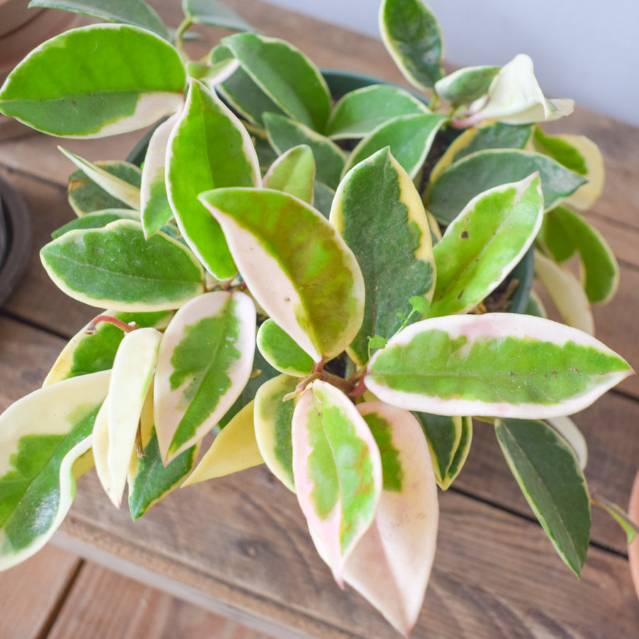 Hoya Krimson Queen