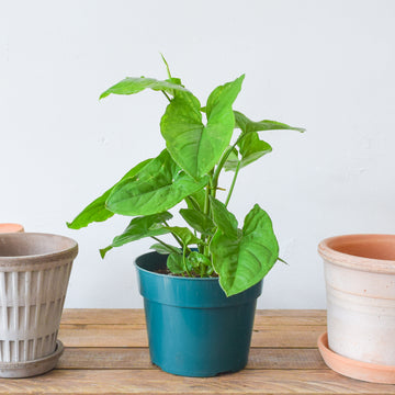 Syngonium Green Fantasy