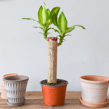 Dracaena Fragrans Mass Cane Stump