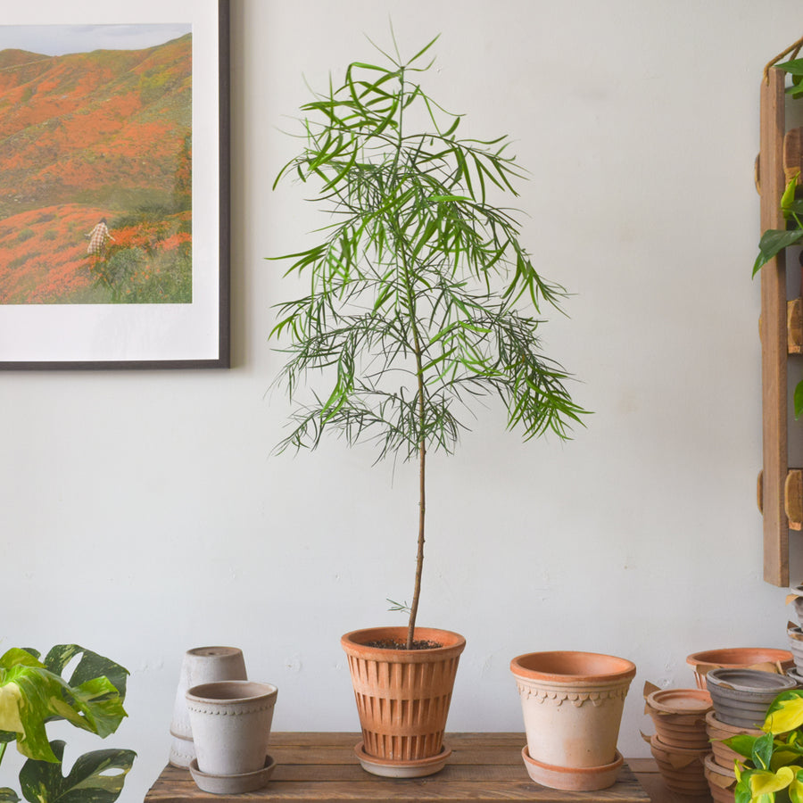 buddhist pine indoor plant Buddhist Fern Pine