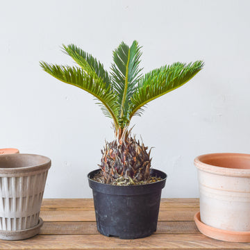 Sago Palm