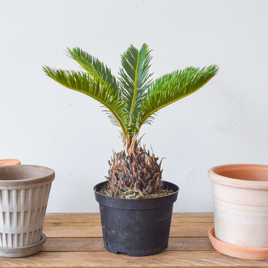 Sago Palm