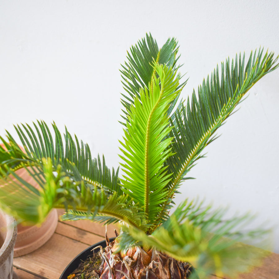 Sago Palm