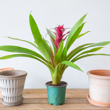 Bromeliad
