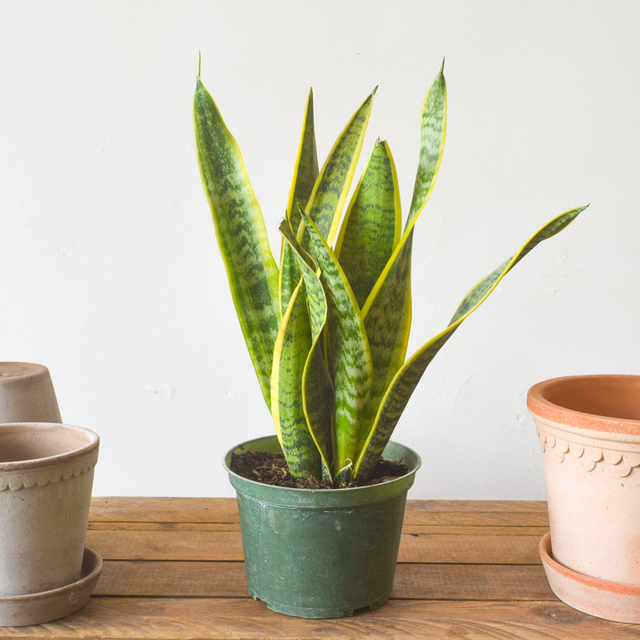 Sansevieria Laurentii – Plant Society Toronto