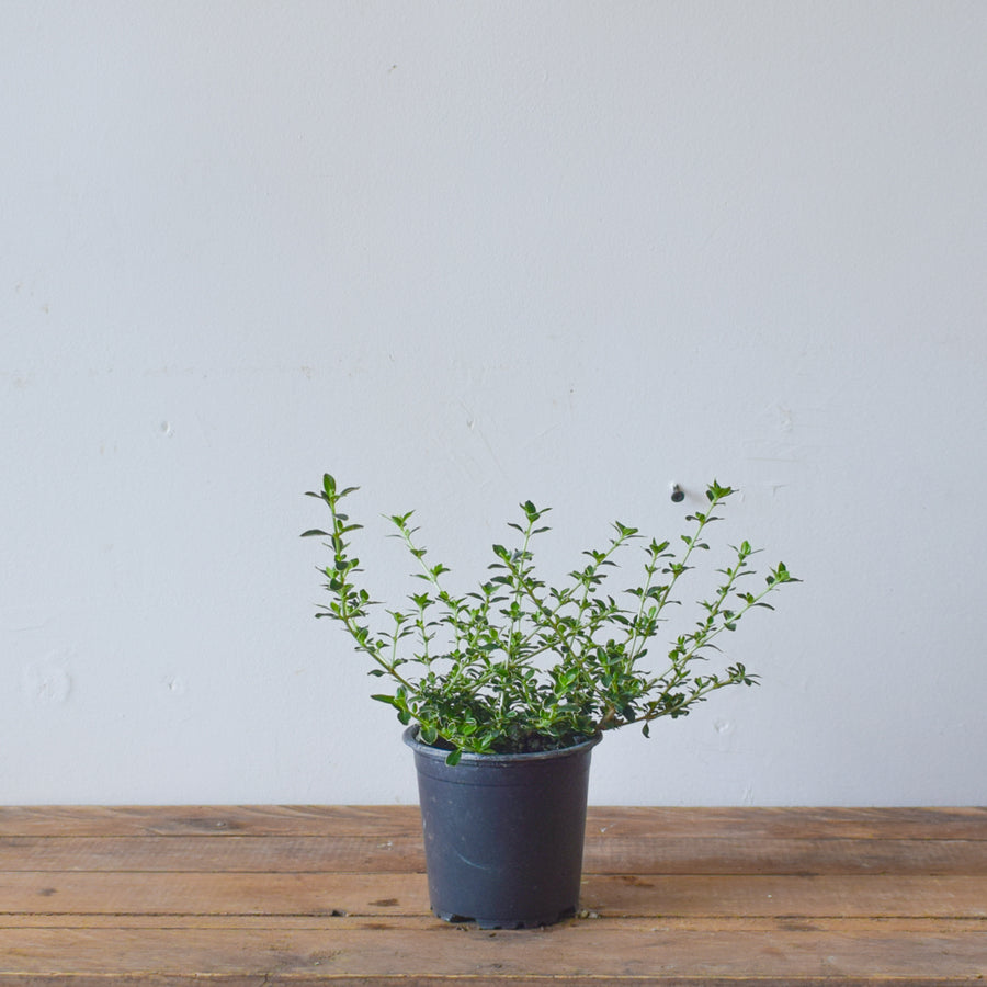 Snow Bush Bonsai (Variegated Serissa)