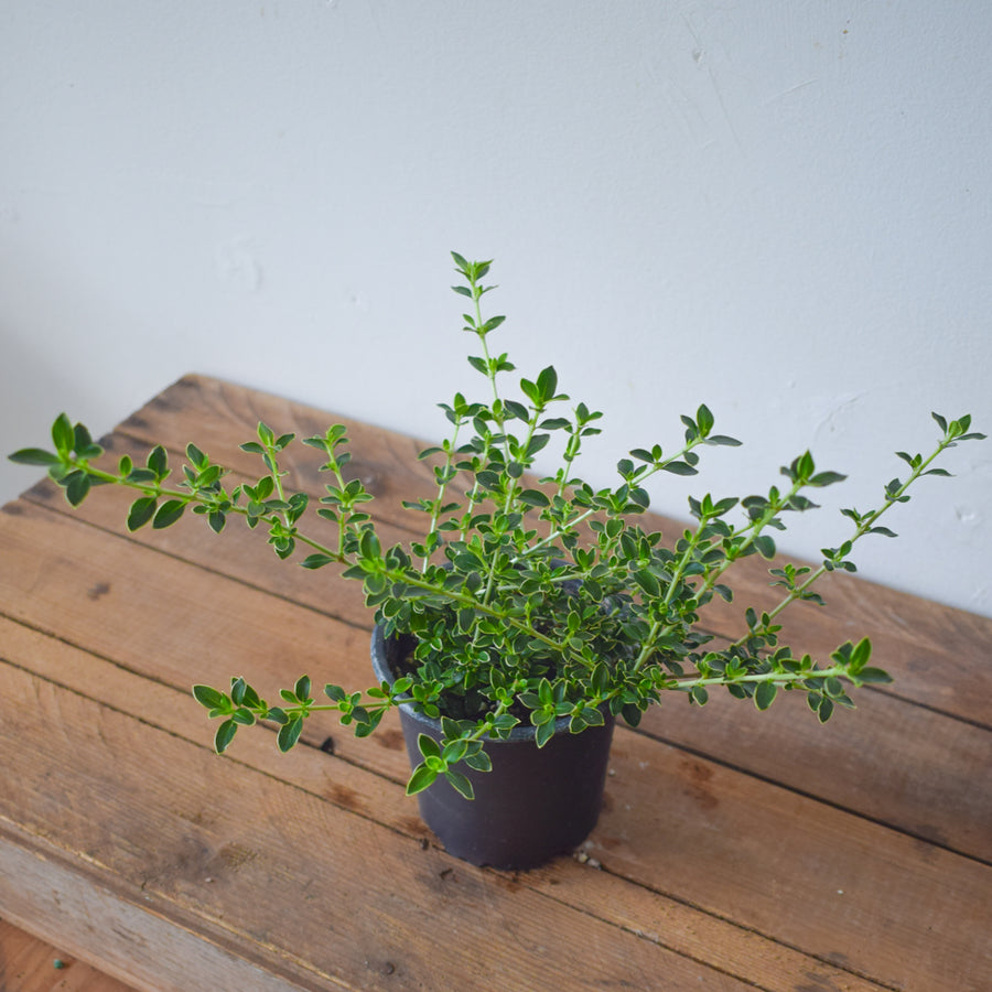 Snow Bush Bonsai (Variegated Serissa)