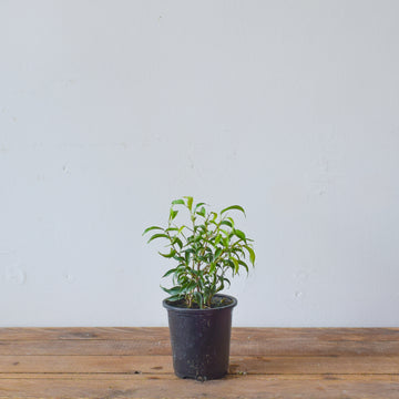 Ficus Benjamina Little Leaf