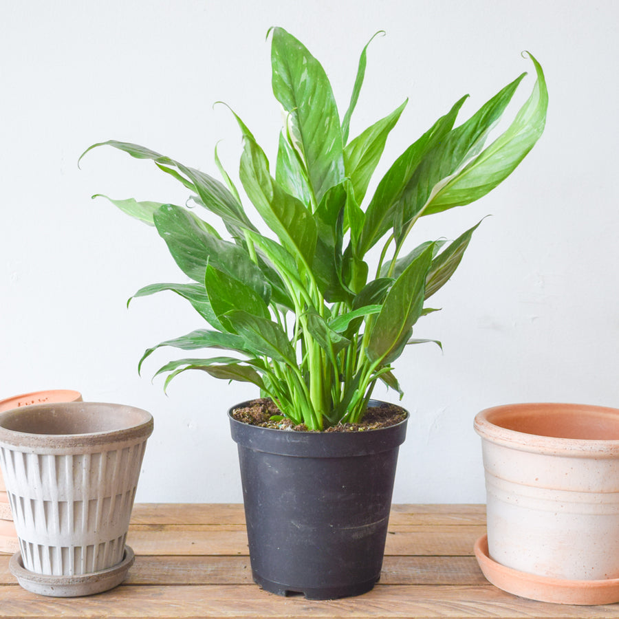 Variegated Peace Lily Domino
